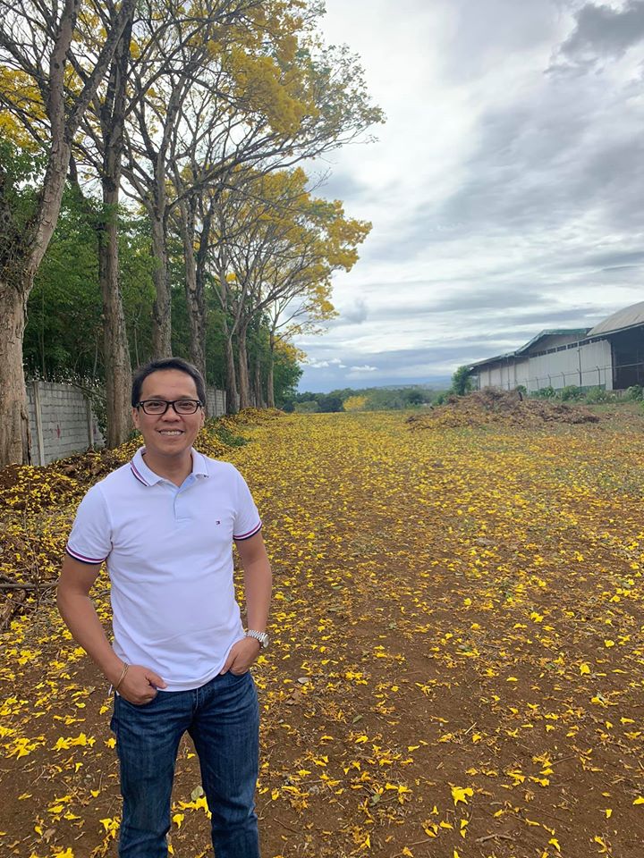 Flores urges folks to enjoy golden trumpet trees while still in bloom