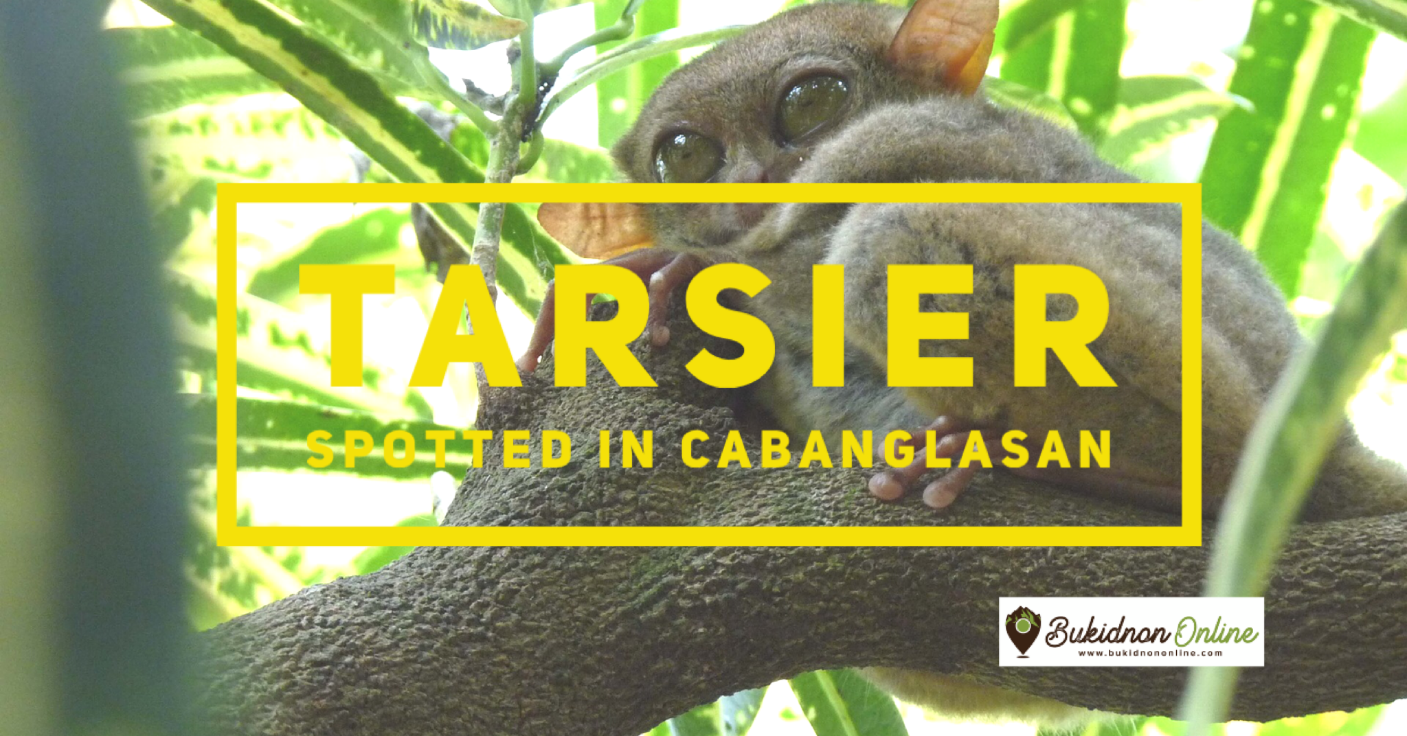 Endangered tarsier found in Cabanglasan Bukidnon
